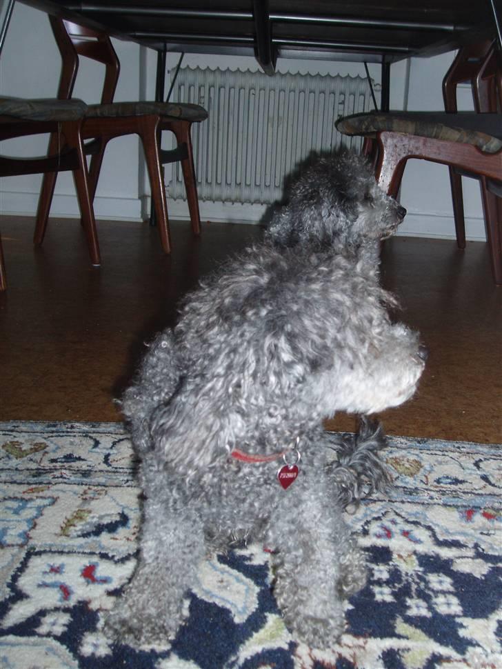 Dværgpuddel Mille - Nu gider jeg altså ikke mere billede 12
