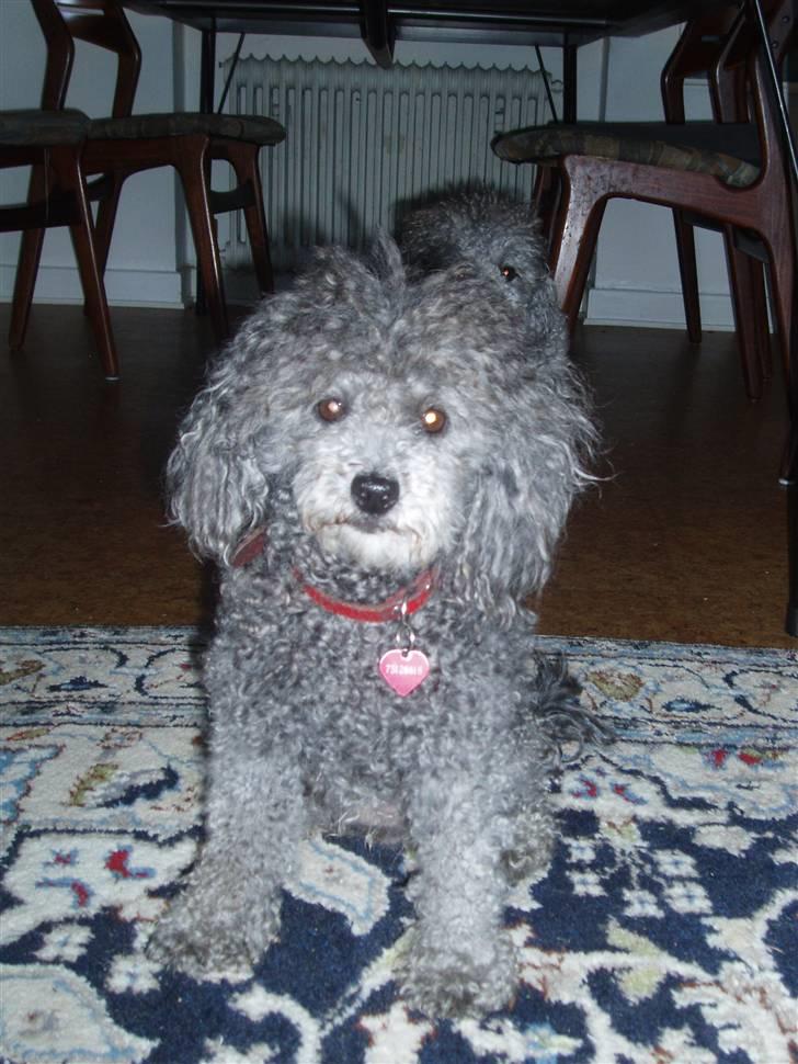 Dværgpuddel Mille - Krøltop kalder man mig :P billede 13