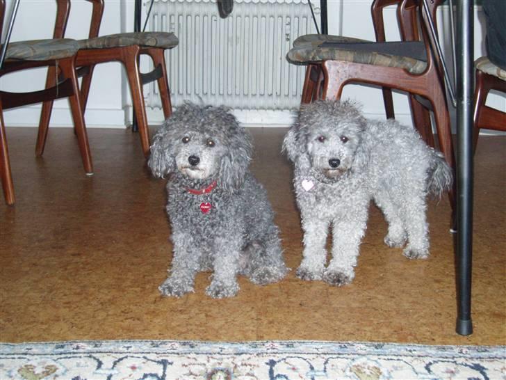 Dværgpuddel Mille billede 14