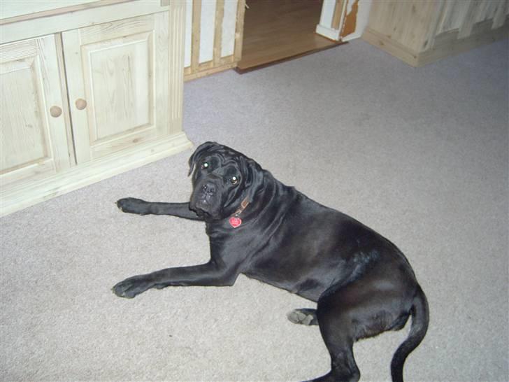 Cane corso campo di cavallo tara billede 8