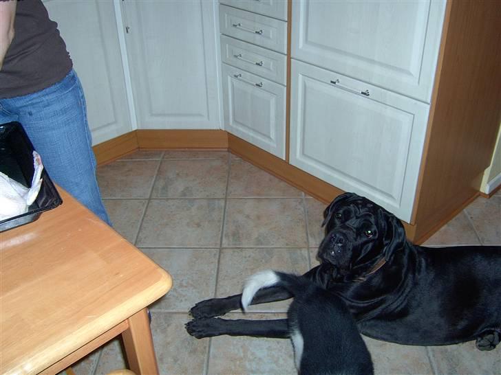 Cane corso campo di cavallo tara billede 9