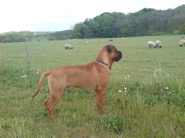 Bullmastiff cæsar - cæsar står og kigger på nogle mystiske hunde  billede 12