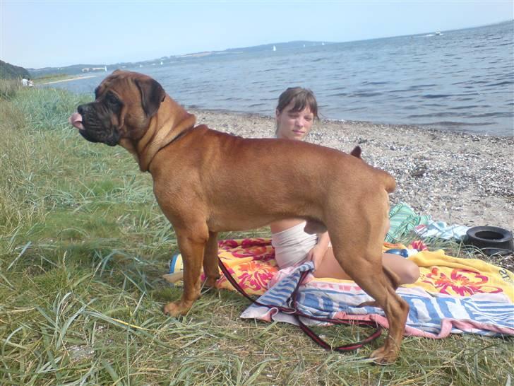 Bullmastiff cæsar - det er dejligt ved stranden billede 13