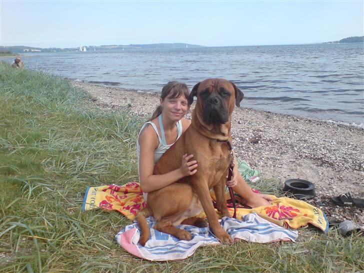 Bullmastiff cæsar billede 14