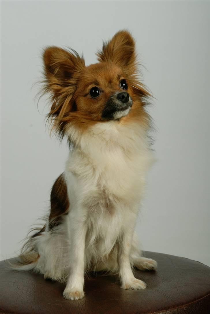 Papillon nikki billede 6