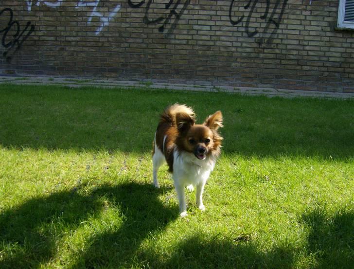 Papillon nikki billede 7