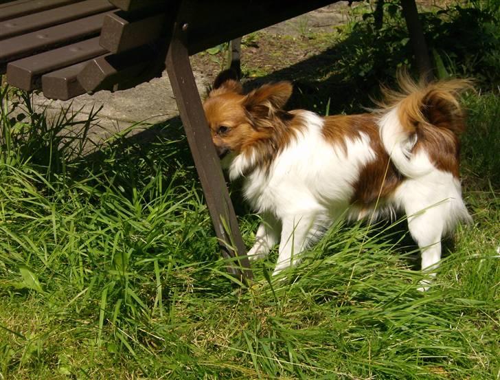 Papillon nikki billede 8