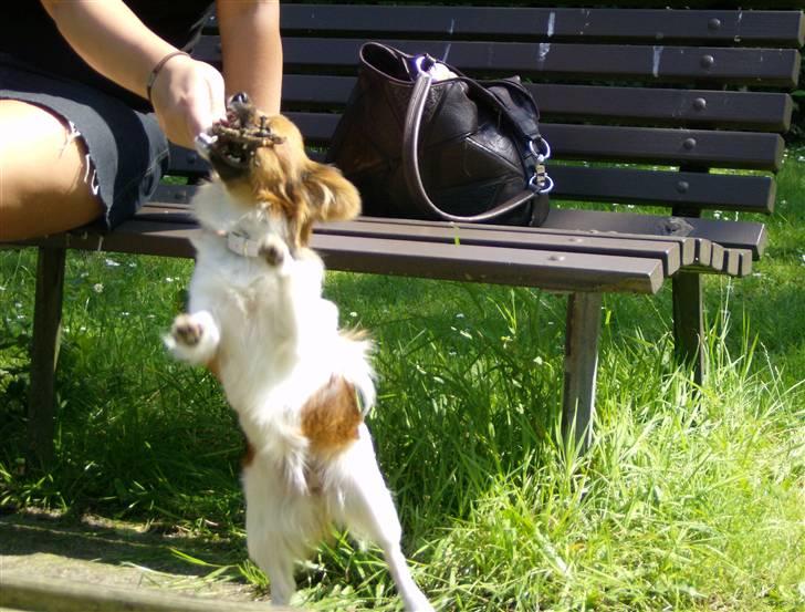 Papillon nikki billede 9