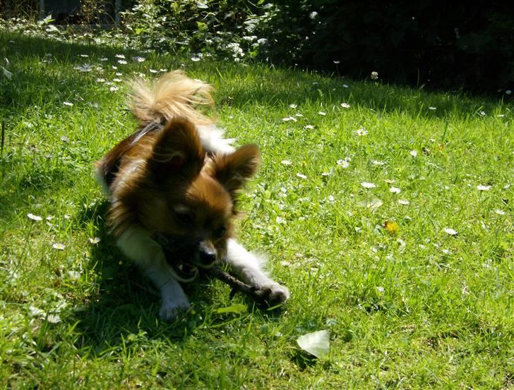 Papillon nikki billede 10