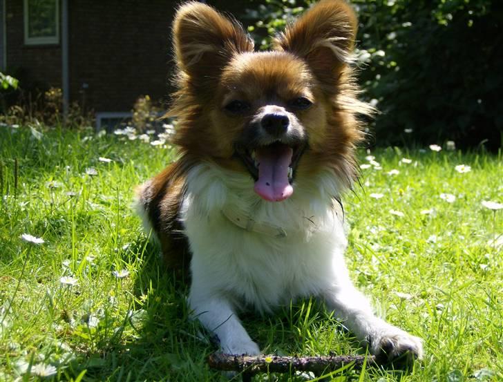 Papillon nikki billede 11