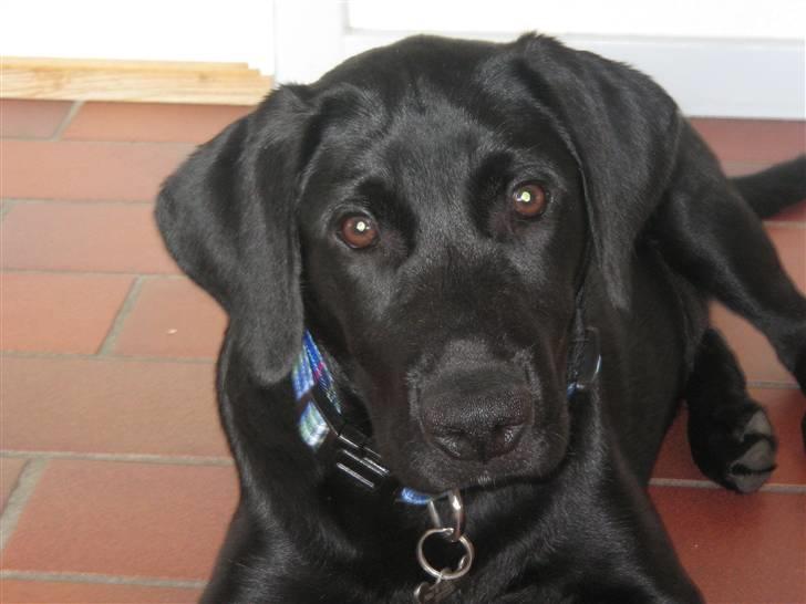 Labrador retriever Bertram (Nye billeder!) billede 6