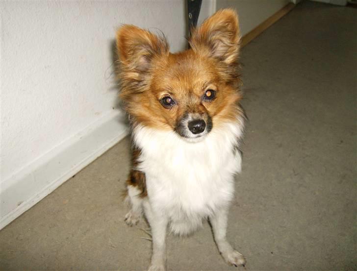 Papillon nikki billede 13