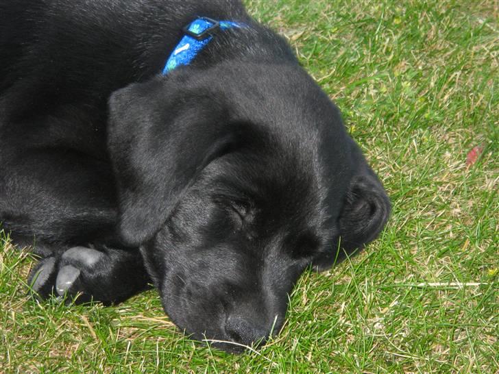 Labrador retriever Bertram (Nye billeder!) billede 7