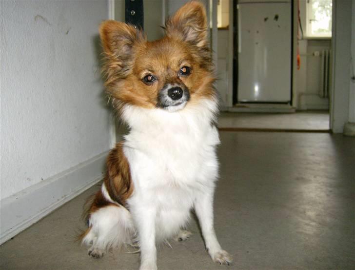 Papillon nikki billede 14