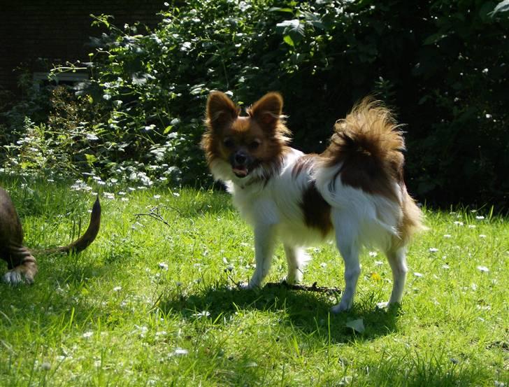 Papillon nikki billede 15