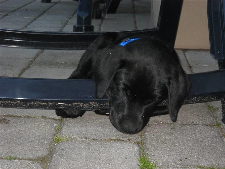 Labrador retriever Bertram (Nye billeder!) billede 8
