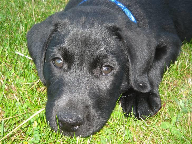 Labrador retriever Bertram (Nye billeder!) billede 9