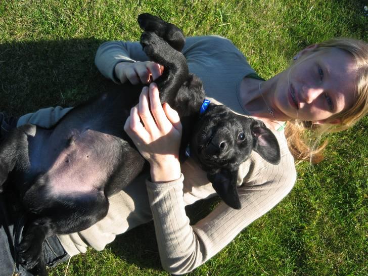 Labrador retriever Bertram (Nye billeder!) - Det er altid dejligt at få luftet maven :-) billede 10