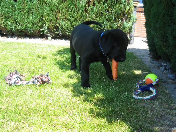 Labrador retriever Bertram (Nye billeder!) - "Når kaninen skal have gulerod skal jeg ihvertfald også" billede 11