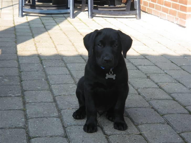 Labrador retriever Bertram (Nye billeder!) billede 12
