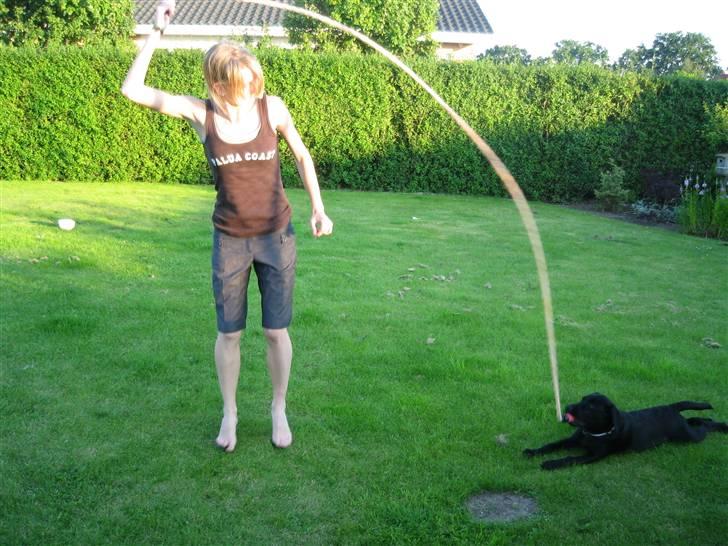 Labrador retriever Bertram (Nye billeder!) - Shippe kan vi også:-) billede 13