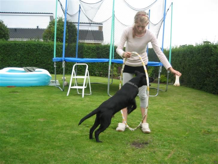 Labrador retriever Bertram (Nye billeder!) - Og springe er vi rigtig gode til :-) billede 14