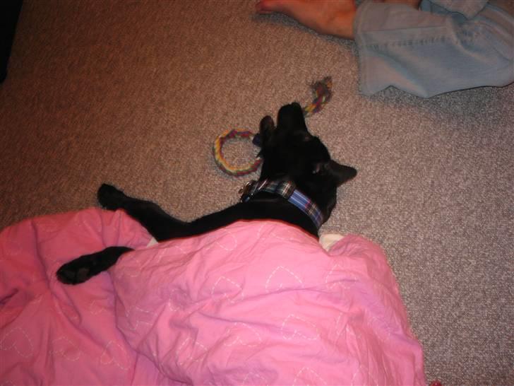 Labrador retriever Bertram (Nye billeder!) - Det er altid dejligt med en varm dyne. billede 15