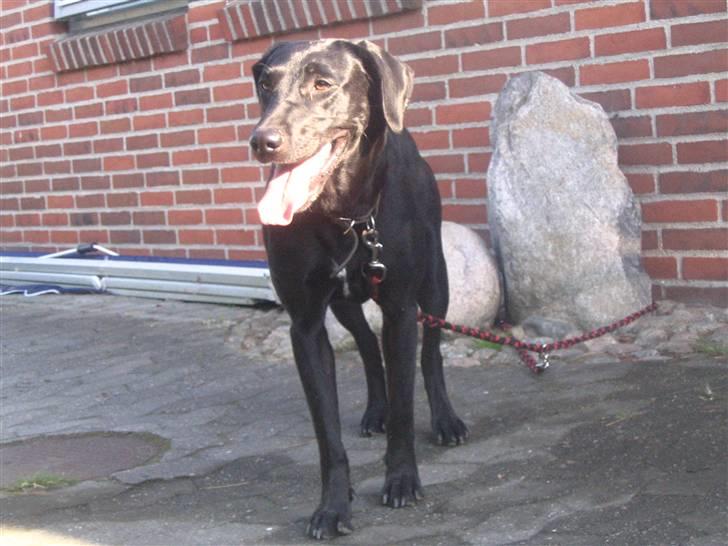 Labrador retriever Zenta, † 19-7-06 † savnet billede 10