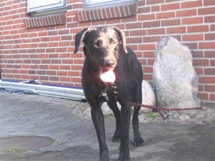 Labrador retriever Zenta, † 19-7-06 † savnet - sunshine <3 billede 11