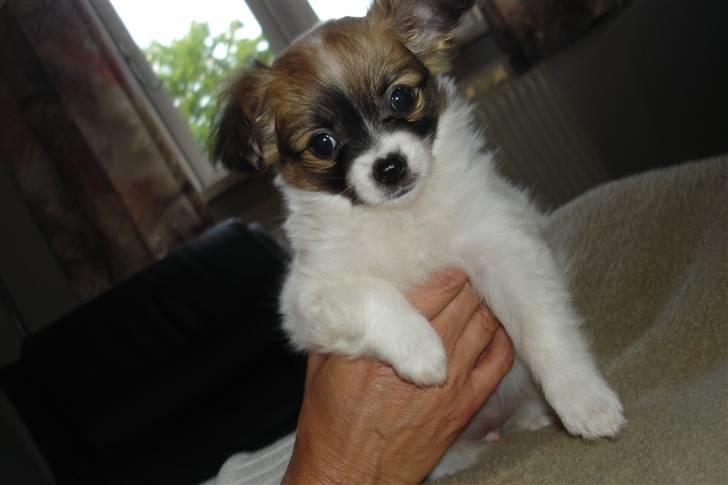 Blanding af racer Chikita billede 3