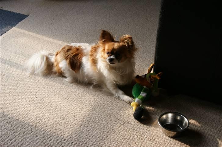 Blanding af racer Chikita billede 4