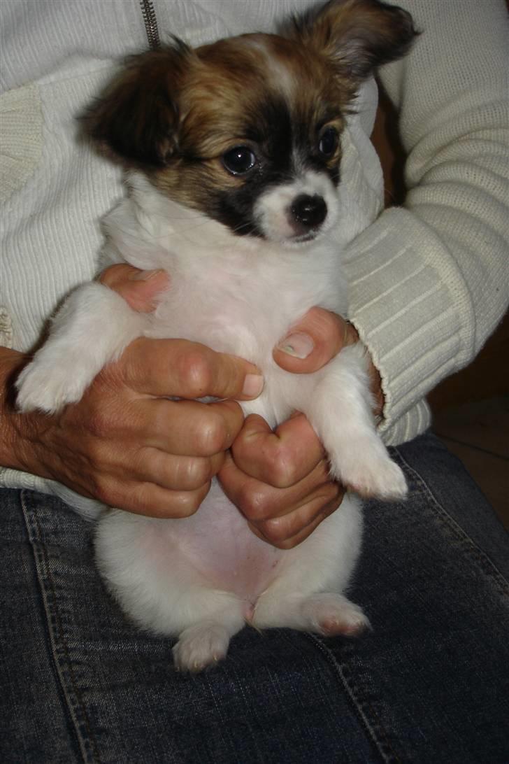 Blanding af racer Chikita billede 5