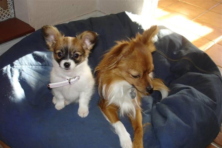 Blanding af racer Chikita billede 6