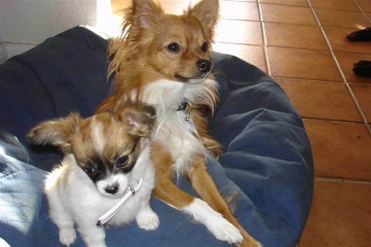 Blanding af racer Chikita billede 7