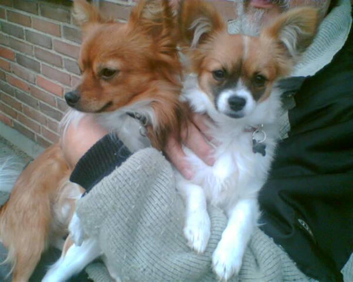 Blanding af racer Chikita billede 8