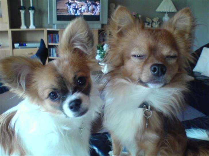 Blanding af racer Chikita billede 9