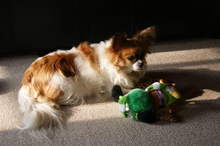 Blanding af racer Chikita billede 10