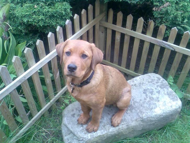 Blanding af racer Clea R.I.P - Så er jeg 4 mdr og en goood hund : ) billede 16