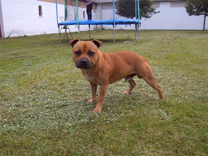 Staffordshire bull terrier zaki billede 18