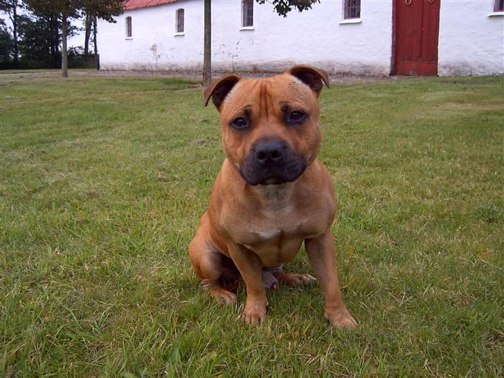 Staffordshire bull terrier zaki billede 19