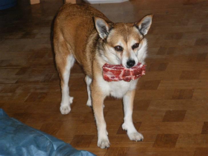 Norsk lundehund Stella (22.4.1997- 3.1.2012) - Hvad skal jeg gøre af mit lækre ben? billede 10