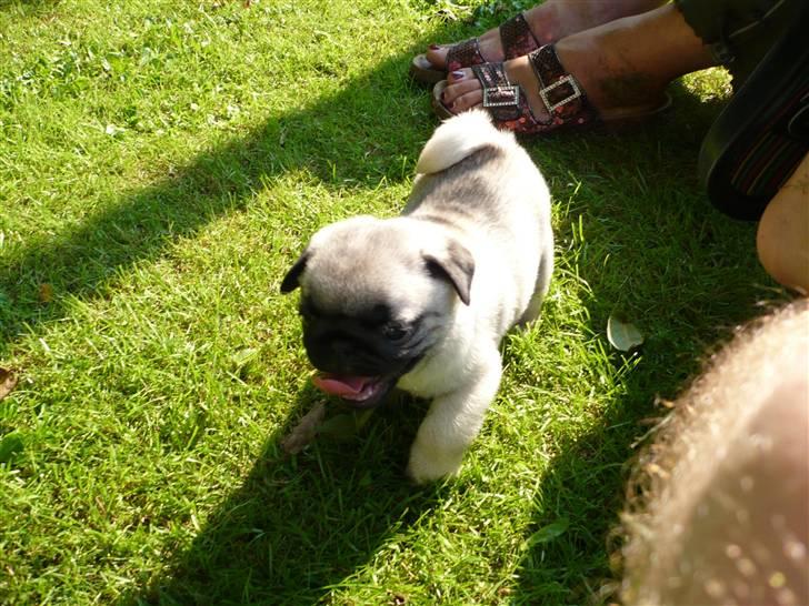 Mops Tony billede 10