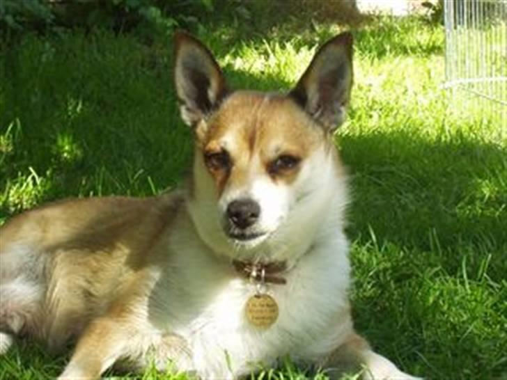 Norsk lundehund Stella (22.4.1997- 3.1.2012) - Sommer 2003 billede 11