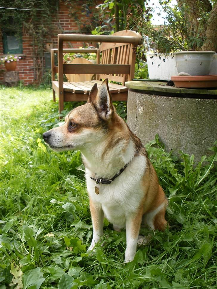 Norsk lundehund Heldager's Liv - Aug.07 billede 11