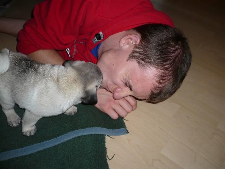 Mops Tony - Det ægte kærlighed hehe billede 11