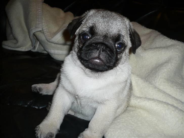 Mops Tony - Første aften i sit nye hjem god sofa :) billede 12