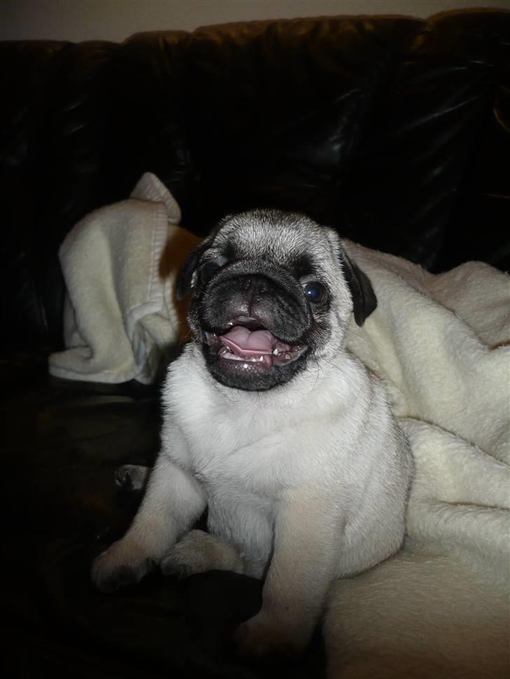 Mops Tony - STORT SMIIIIL :) billede 13