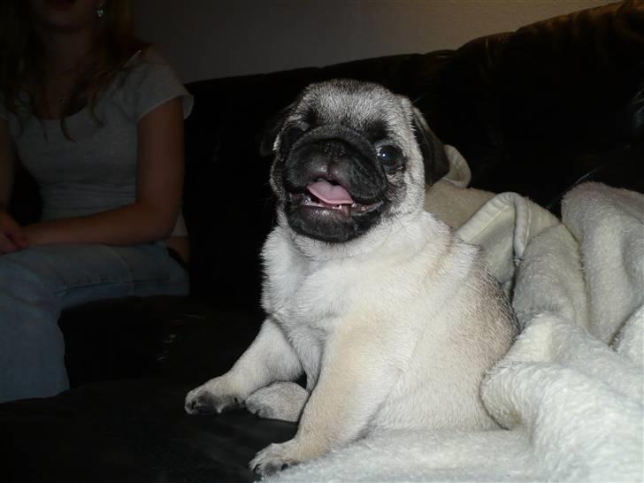 Mops Tony billede 14