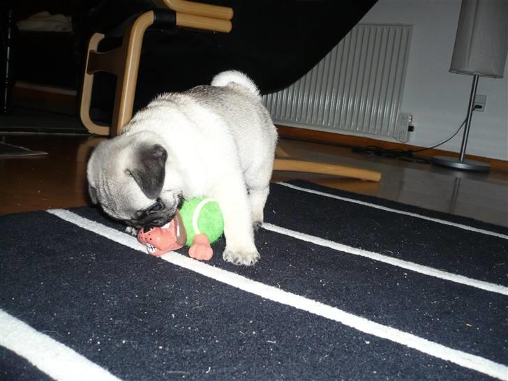 Mops Tony - Han fik legetøj af Kæresten billede 15