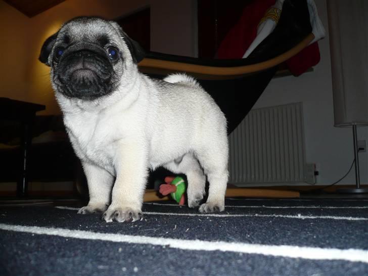 Mops Tony billede 16